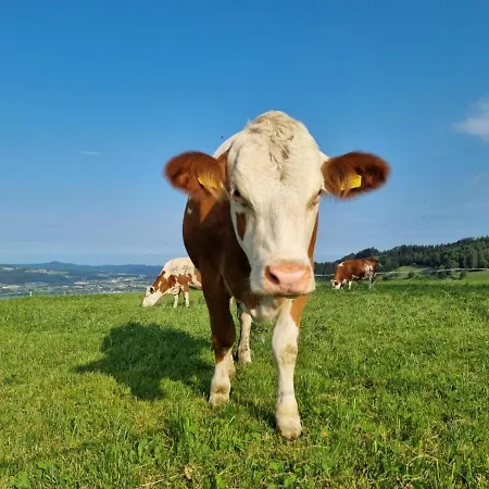 Schoebringer Bed & Breakfast